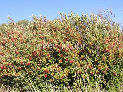 chokecherry, common